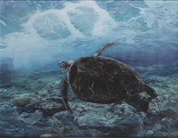 優雅な海中散歩 鳥澤明美